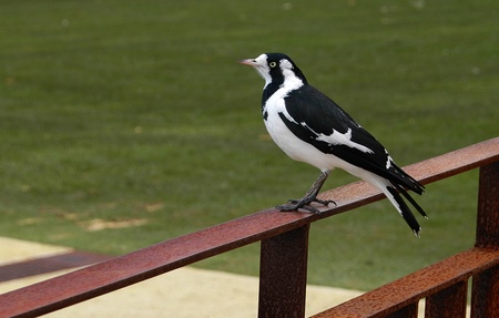 bird in the grassの写真素材