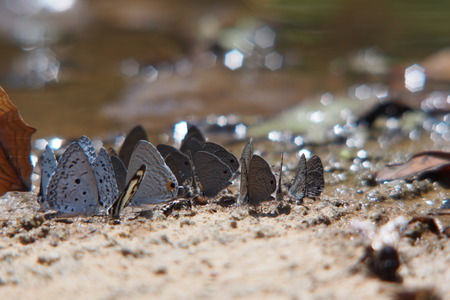 Butterfly make a living in front of waterの写真素材