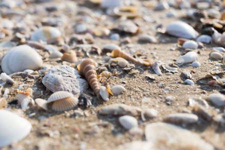 Seashell on the beach