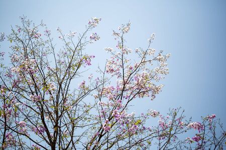 Beautiful purple lagerstroemia flower
