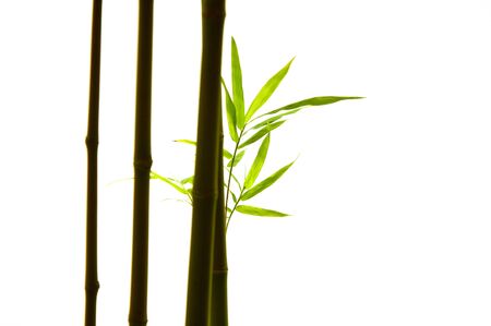 Bamboo leaf isolate   2                     の写真素材