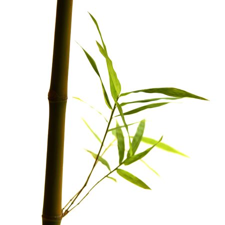 Bamboo leaf isolate   3                      の写真素材