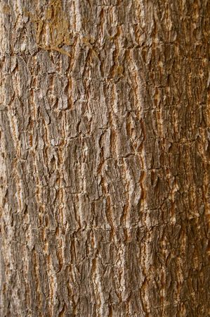 Rough texture of tree stemの写真素材