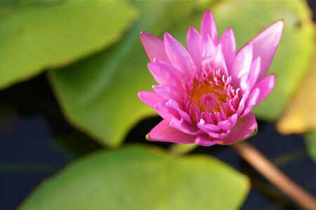 Lotus flower in thailandの写真素材