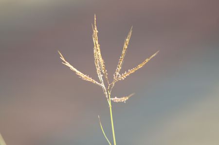 Grass flowerの写真素材
