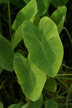 heart leafの写真素材