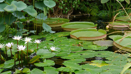 Oxford English Gardensの写真素材