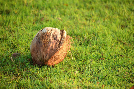 Dried and curled coconut on green grass