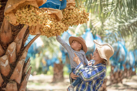 Young mother Asian farmer holding little daughter helping collect date palm. Mother teach daughter...