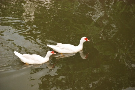 ducks swimの写真素材