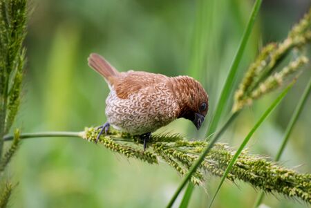 sparrowの写真素材