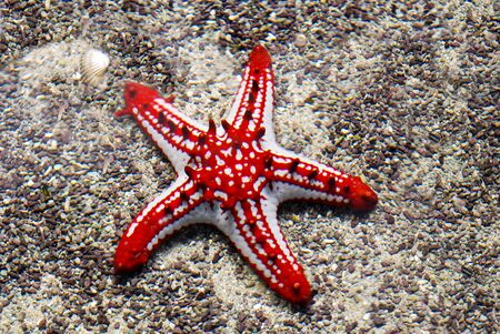 starfishの写真素材