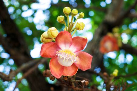 Sa Ra flowerの写真素材