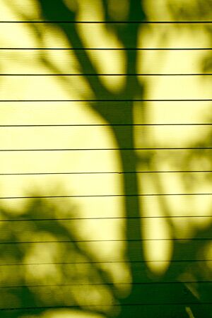 Shadow of tree on the wall.の写真素材
