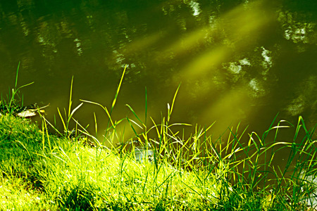Light of sun on the grass.の写真素材