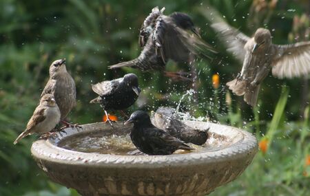 Bird bathの写真素材