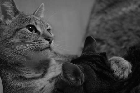 Cat & kittenの写真素材