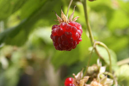 Raspberry