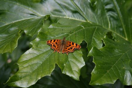 Comma butterflyの写真素材