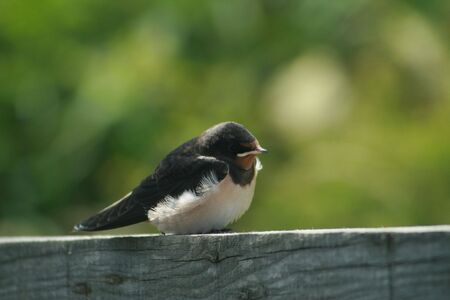 Swallow fledglingの写真素材