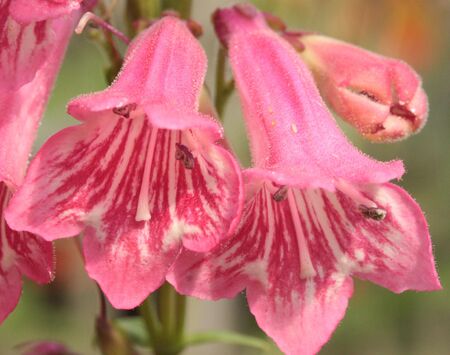 Penstemonの写真素材