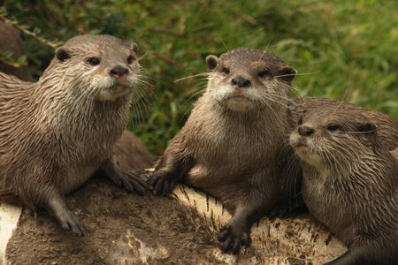 Ottersの写真素材