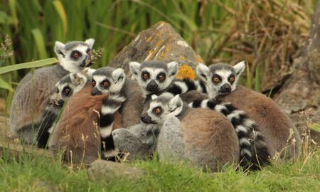 Ring-tailed lemurs