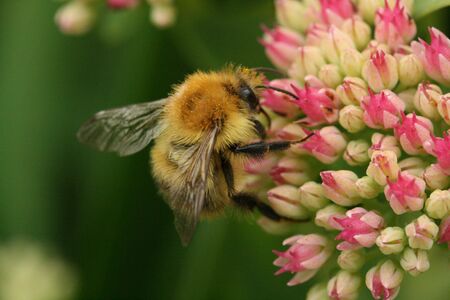 Bee on flower