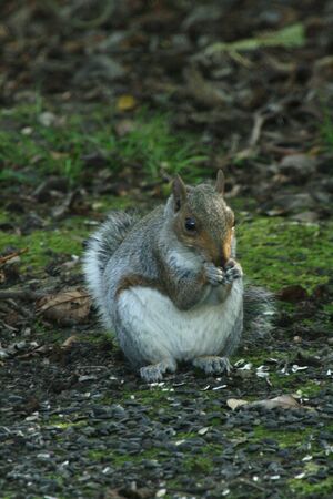 Grey squirrel