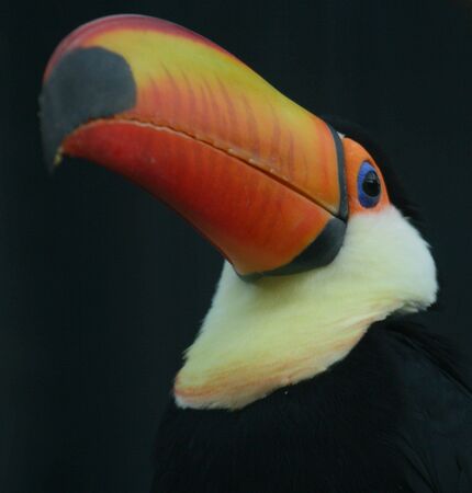 Toucan