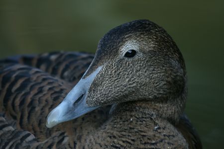 Eider duckの写真素材