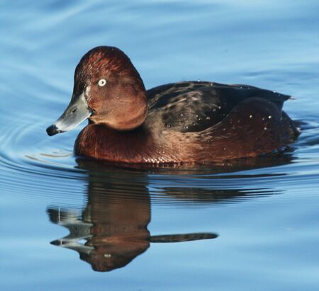 Ferringous duckの写真素材