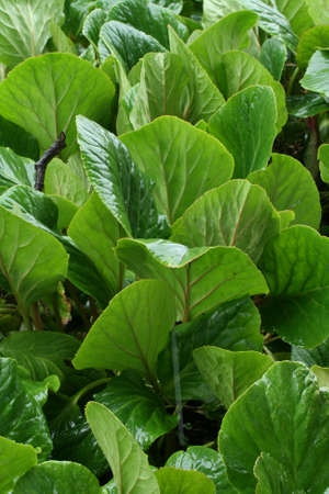 Leavesの写真素材