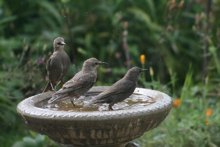 Starlings at birdbathの写真素材