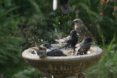 Sparrow and starlings at birdbathの写真素材