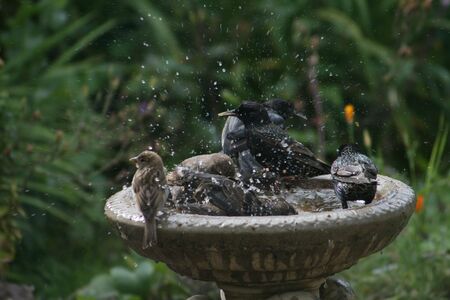 Sparrow and starlings at birdbath
