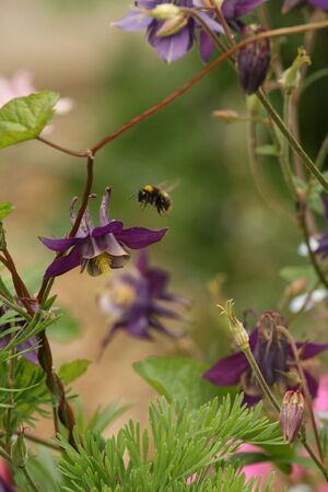 Bee on aquilegiaの写真素材