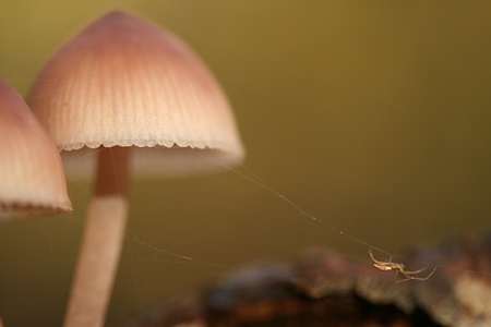 Rosy bonnet toadstools and spiderの写真素材