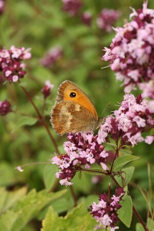 Gatekeeper butterflyの写真素材