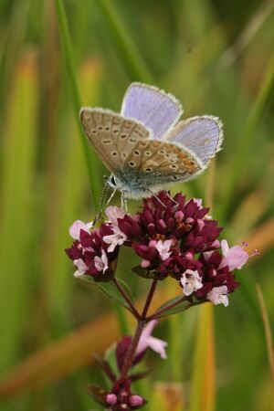 Common blue butterflyの写真素材