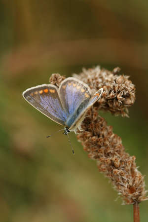Female common blue butterfly