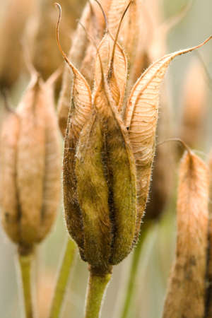 Aquilegia seed podsの写真素材