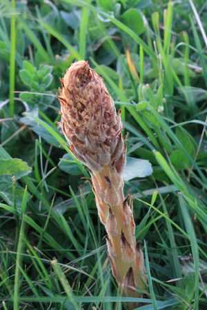 Greater Broomrapeの写真素材