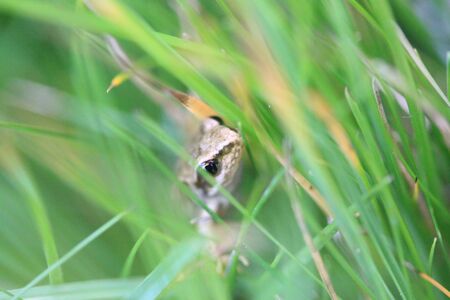 Common frog in grassの写真素材