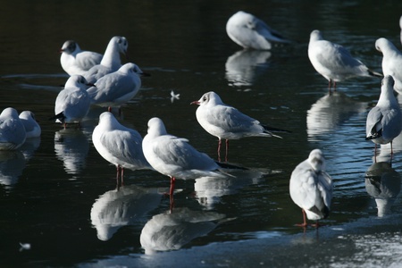 Black-headed gullsの写真素材