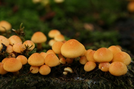 Toadstoolsの写真素材