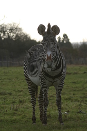 Grevy s zebraの写真素材
