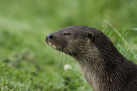 Eurasian otterの写真素材