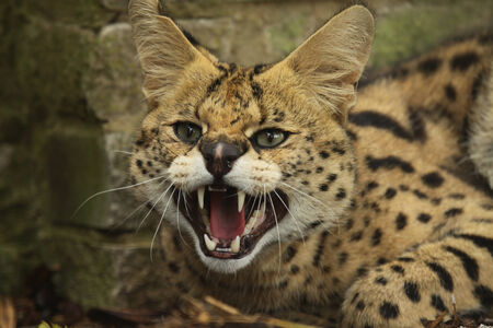 Serval hissingの写真素材