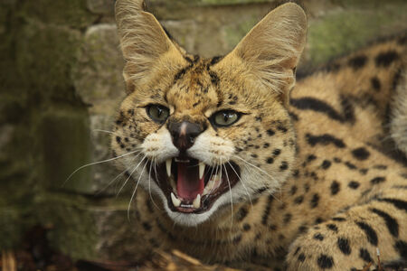 Hissing servalの写真素材